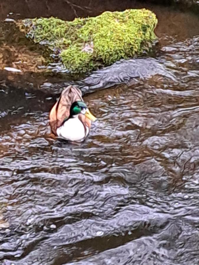 Appartamento Wohn Eitel, Erholung Pur Bad Wildbad Esterno foto